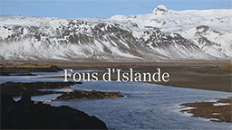 FOUS D’ISLANDE